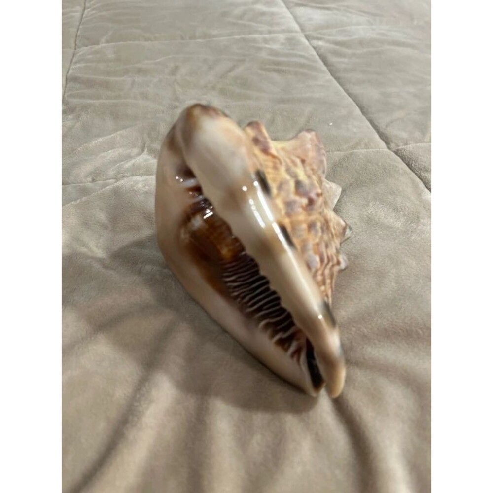 Horned Helmet Sea Shell Conch - Picture 5 of 9